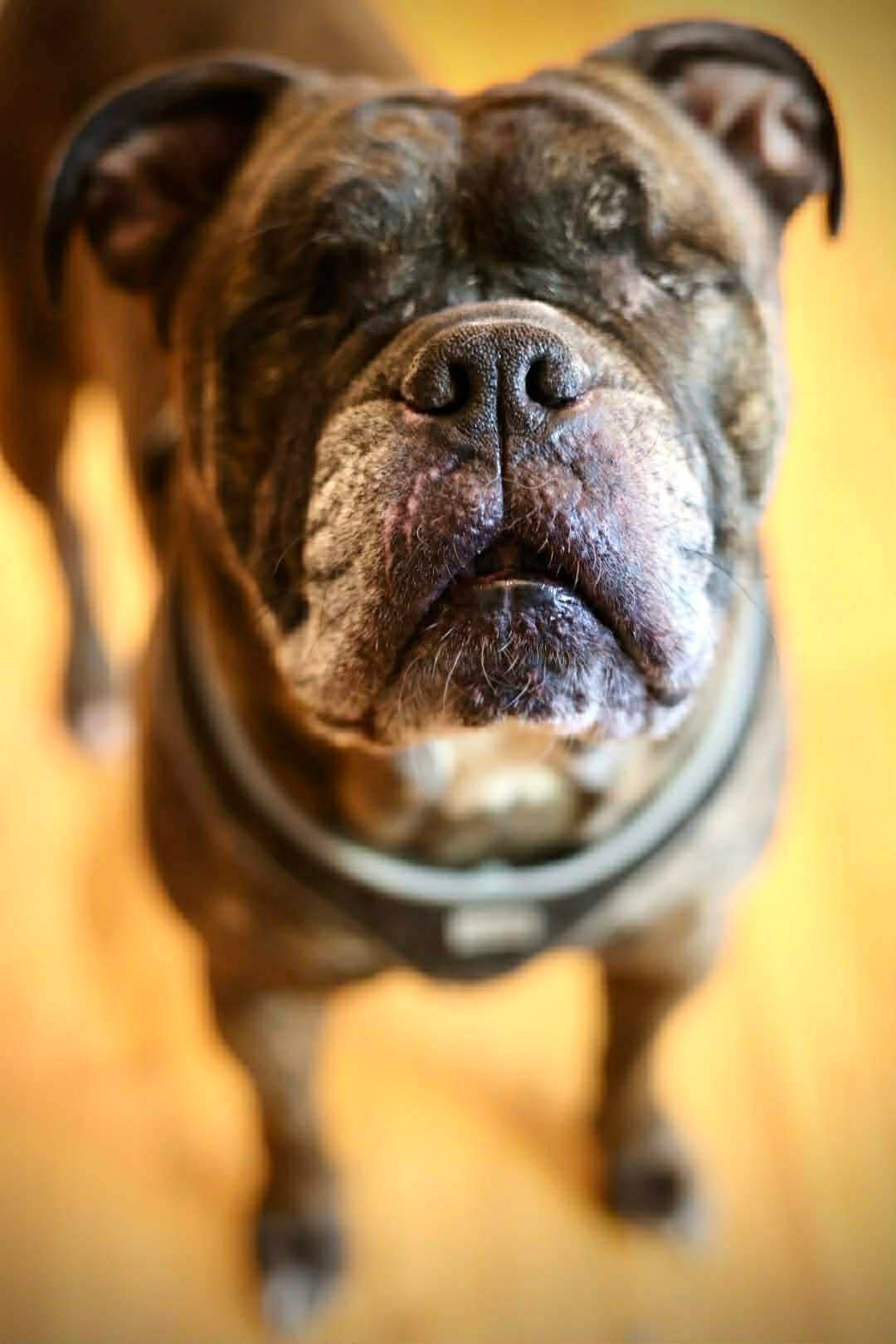 DEBO - American Bulldog available for adoption