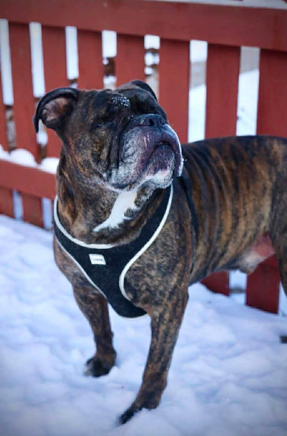 DEBO - American Bulldog available for adoption