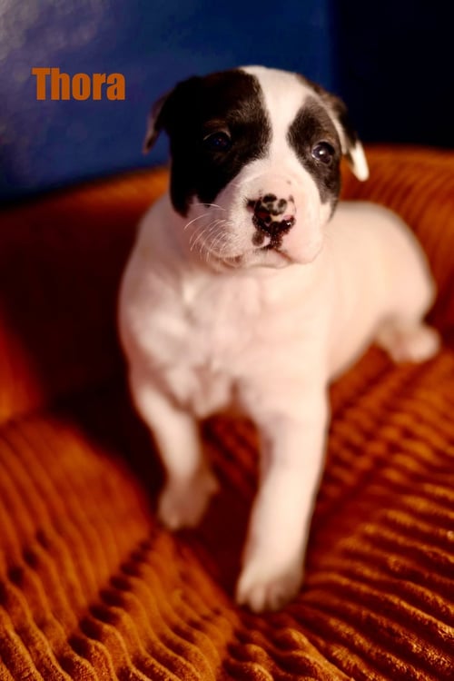 THORA - American Staffordshire Terrier for adoption in Duluth