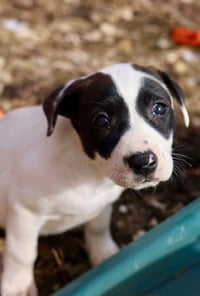 Thora - Photo 3