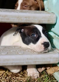 Thora - Photo 4