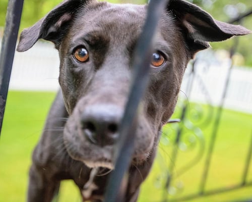 MAMA TILLY - Black Labrador Retriever / Golden Retriever available for adoption