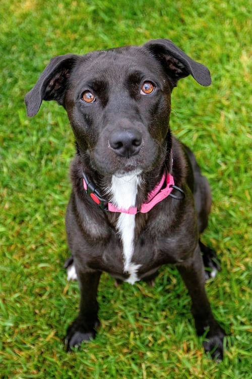 MAMA TILLY - Black Labrador Retriever / Golden Retriever for adoption in Duluth