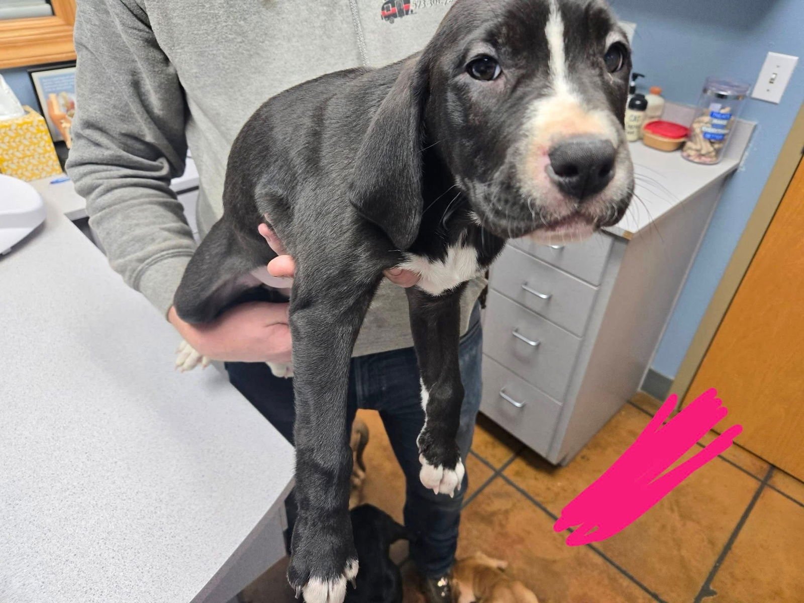 ROSINA - Treeing Walker Coonhound / Labrador Retriever available for adoption