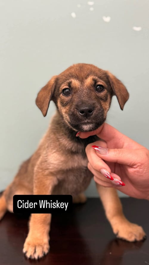 CIDER WHISKEY - Labrador Retriever for adoption in Duluth
