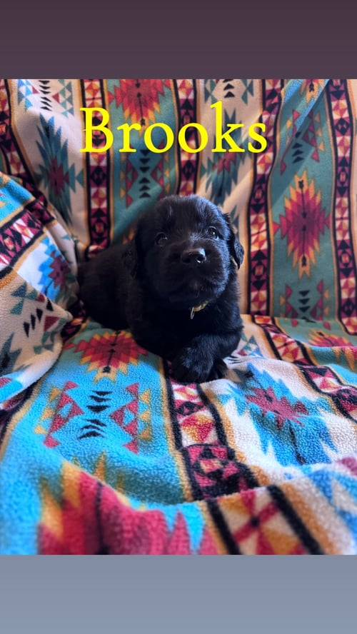 BROOKS - Labrador Retriever / Flat-coated Retriever for adoption in Duluth