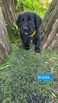 Brooks - Photo 2