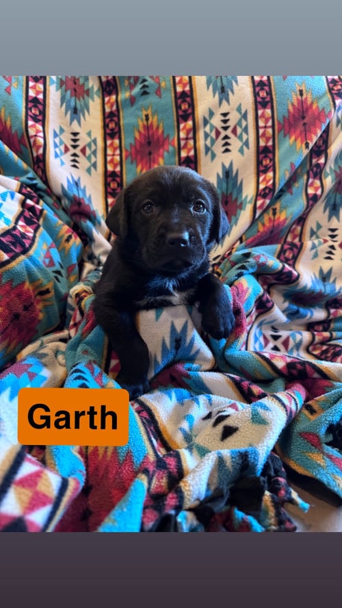 GARTH - Labrador Retriever / Flat-coated Retriever for adoption in Duluth