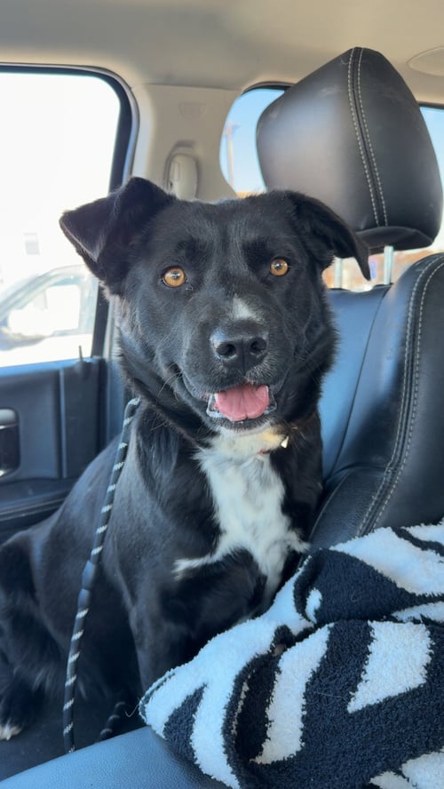 PICKERS - Retriever / Labrador Retriever available for adoption