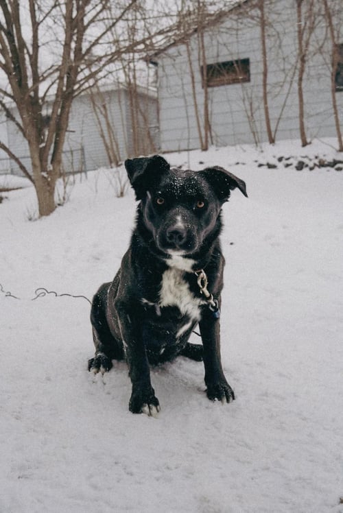 PICKERS - Retriever / Labrador Retriever available for adoption