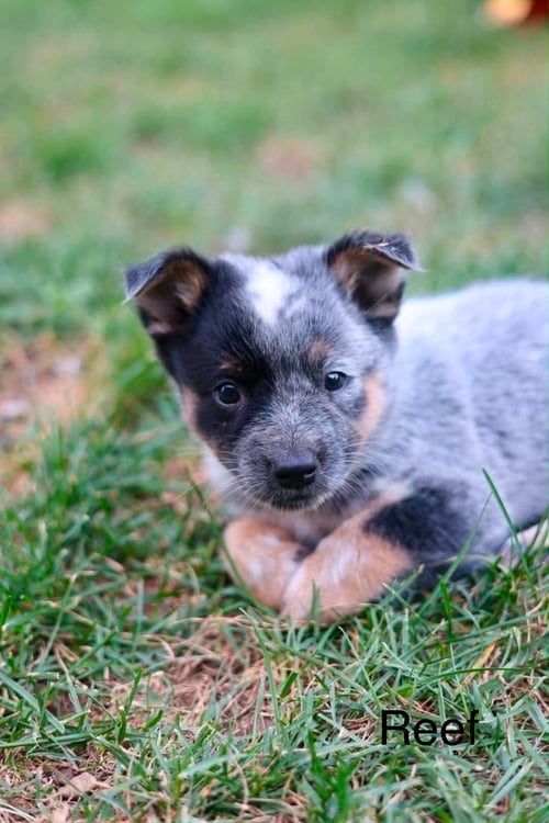 REEF - Australian Cattle Dog/Blue Heeler for adoption in Duluth