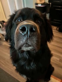 Bear - Photo 2