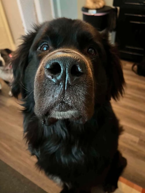 BEAR - Newfoundland Dog / German Shepherd Dog available for adoption