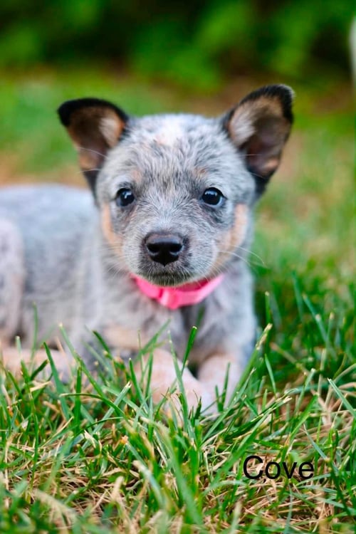 COVE - Australian Cattle Dog/Blue Heeler for adoption in Duluth