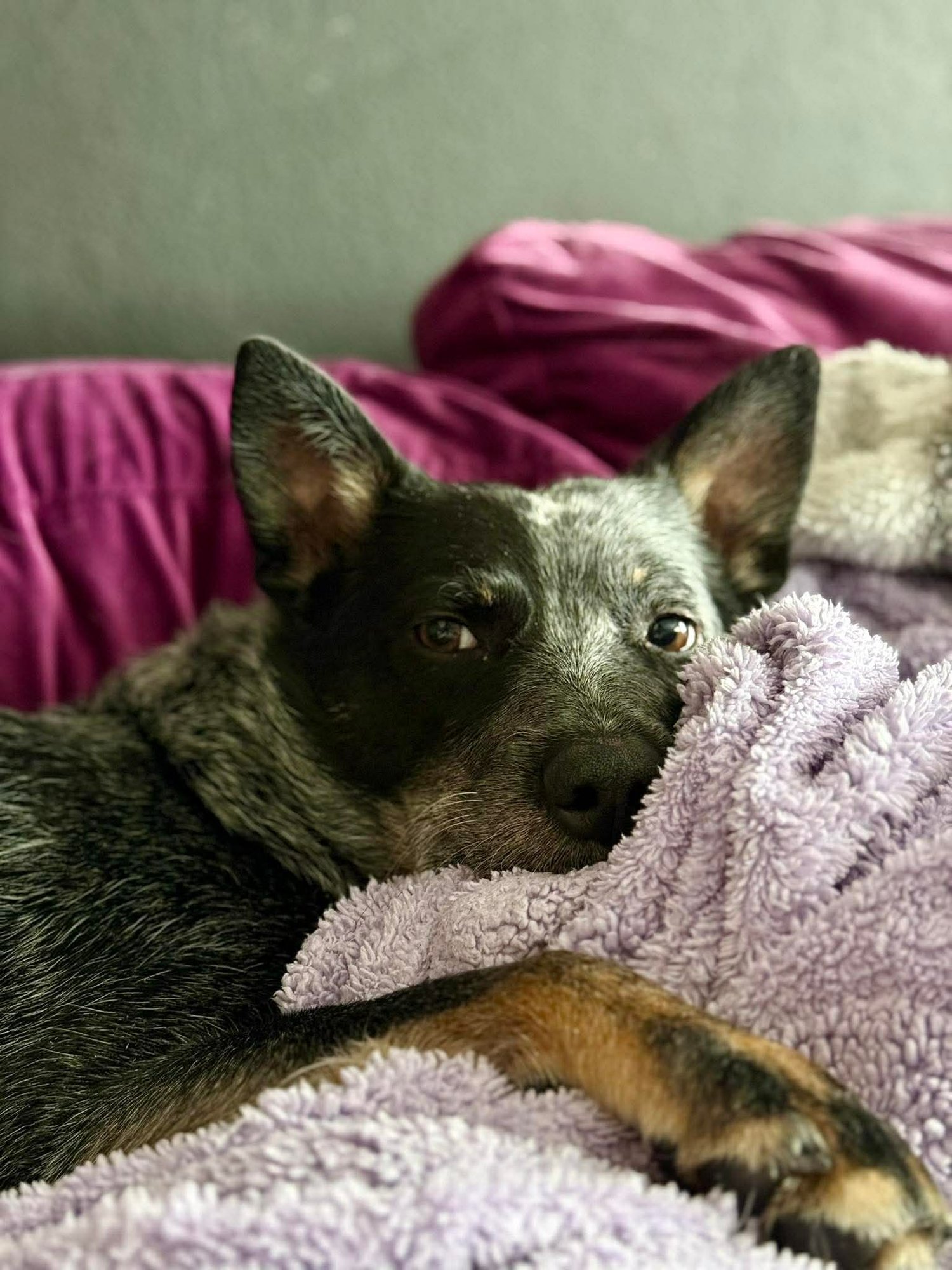 BANDIT - Cattle Dog available for adoption