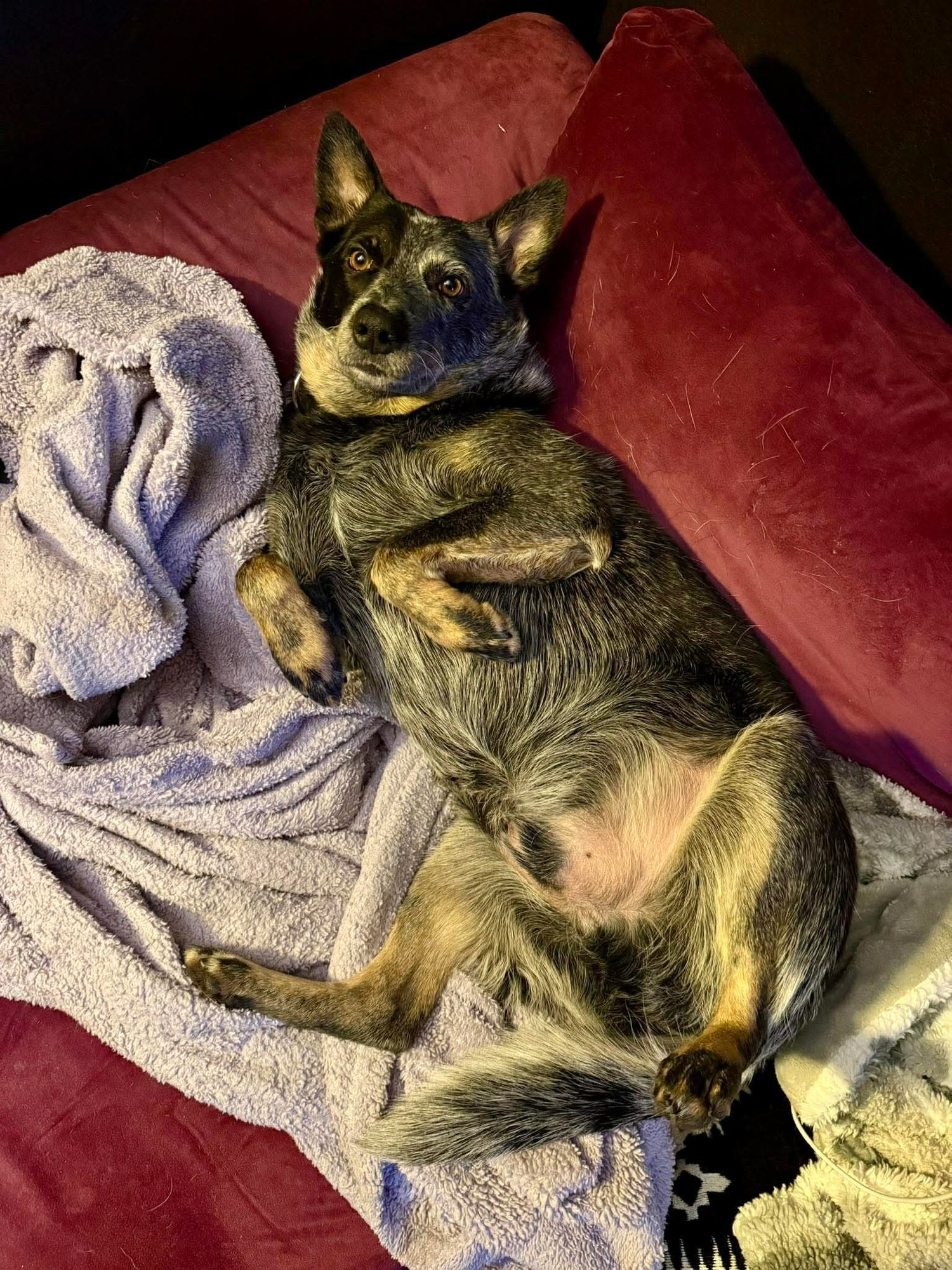 BANDIT - Cattle Dog available for adoption