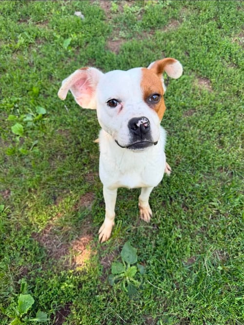 STEVE - Pit Bull Terrier / Boxer for adoption in Duluth