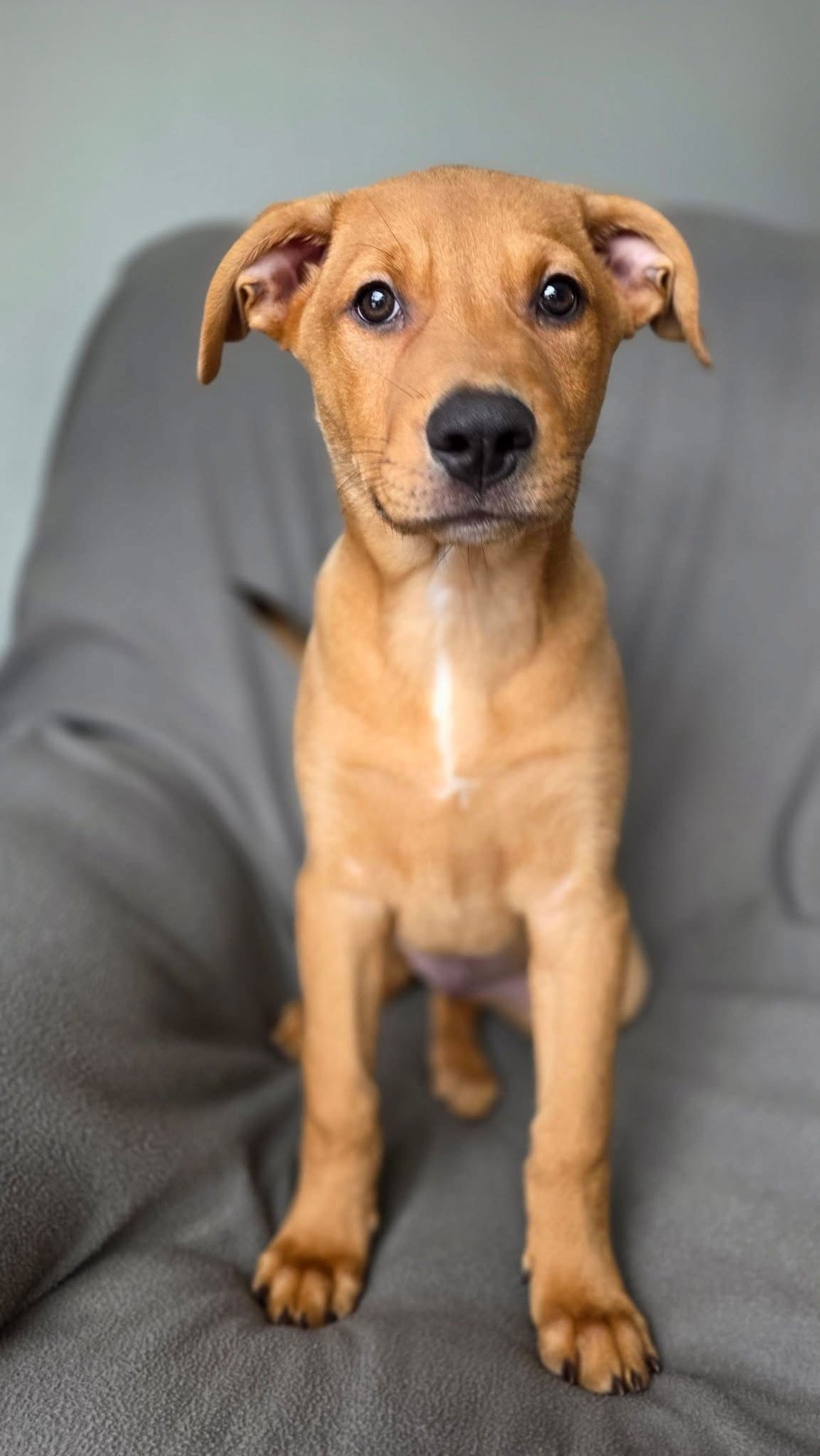 CHANDLER - American Pit Bull Terrier available for adoption