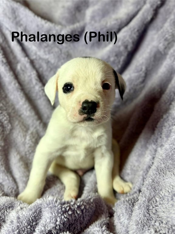 Phil Image