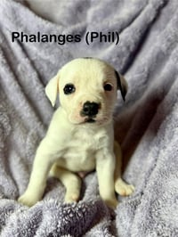 Phil - Photo 1