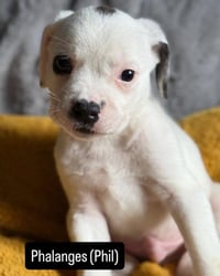 Phil - Photo 2