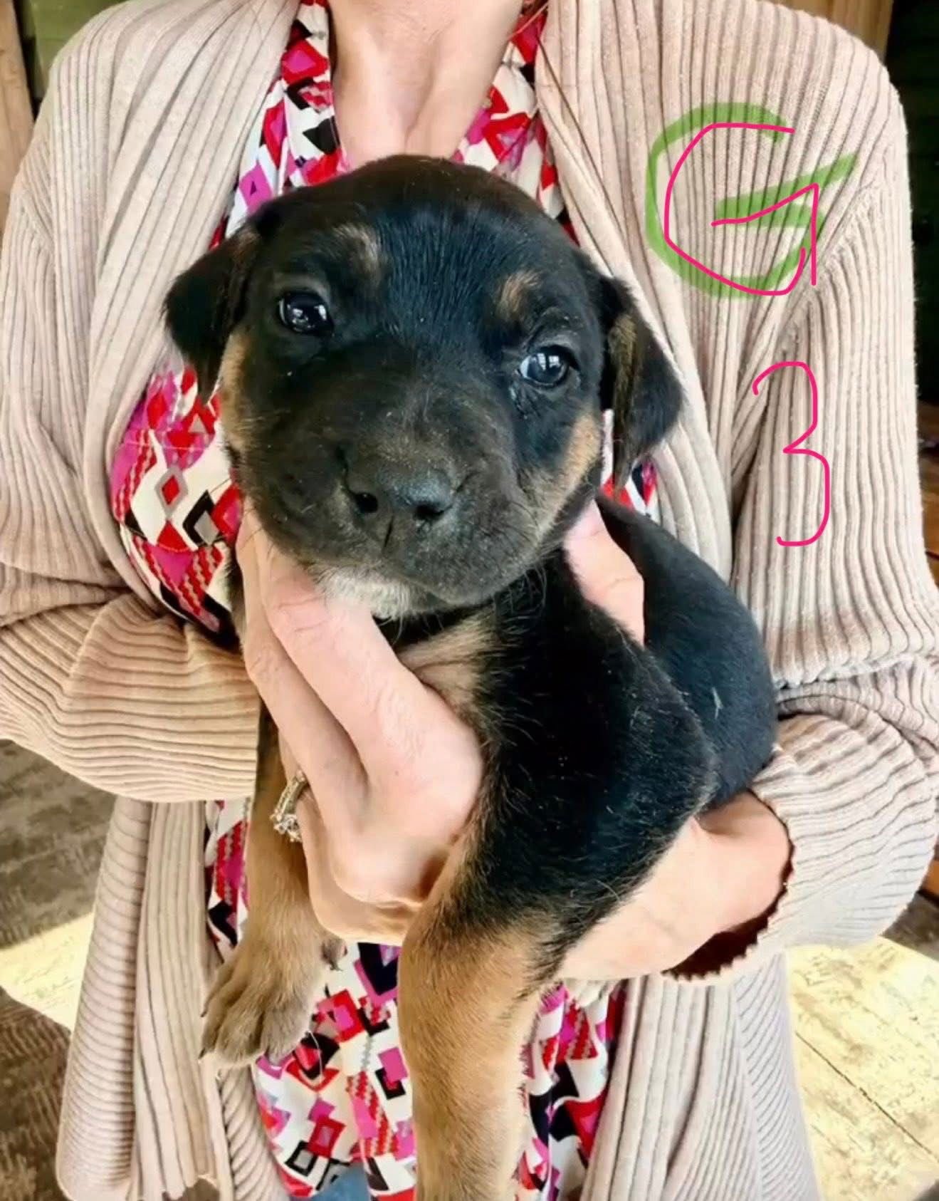 ANGELINA - Shepherd available for adoption