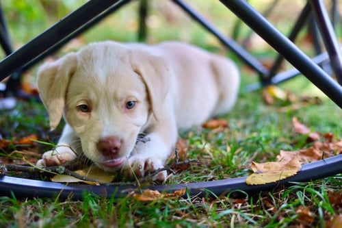 CASPER - Chesapeake Bay Retriever / Spaniel for adoption in Duluth