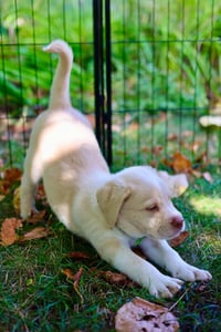 Casper - Photo 2