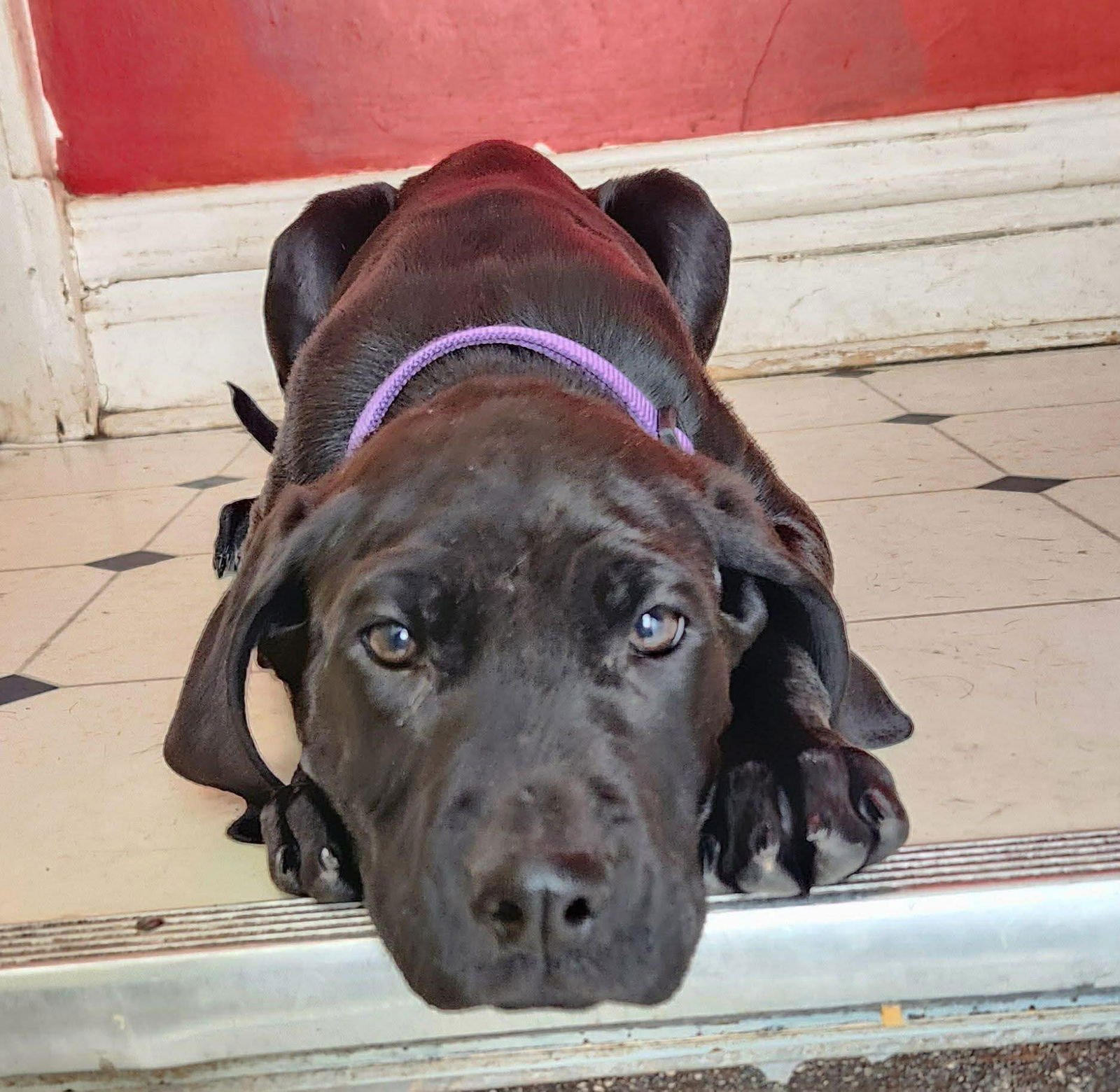 ROMONA - Treeing Walker Coonhound / Labrador Retriever available for adoption