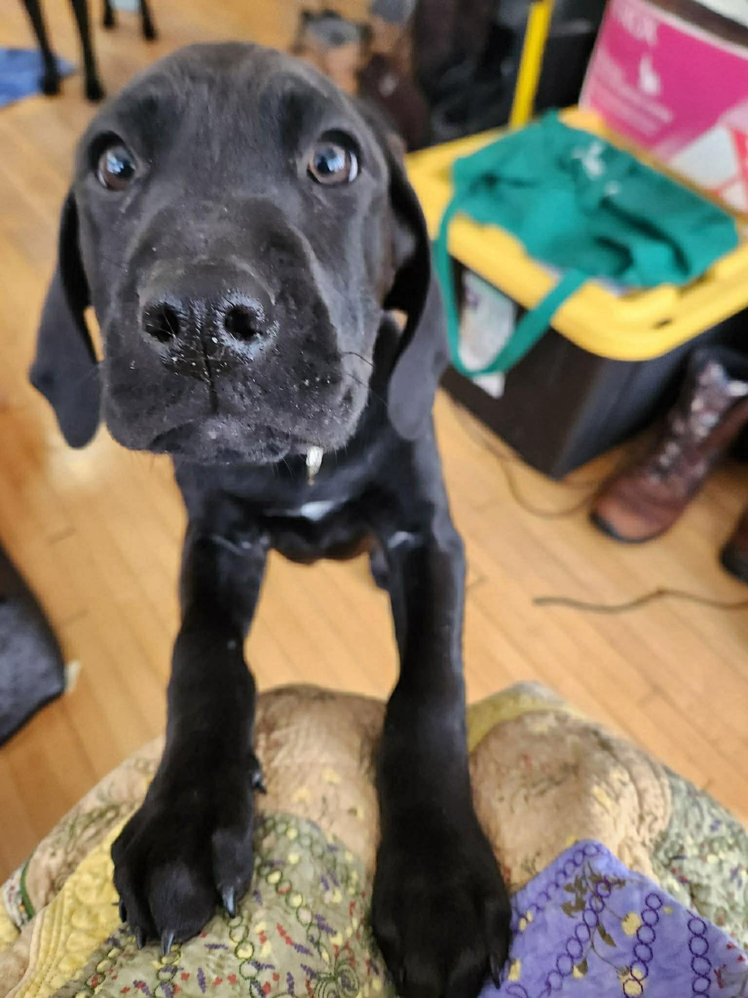 ROMONA - Treeing Walker Coonhound / Labrador Retriever available for adoption