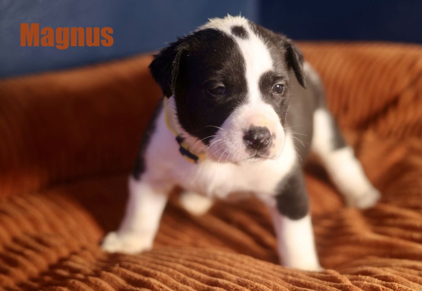 MAGNUS - American Staffordshire Terrier for adoption in Duluth