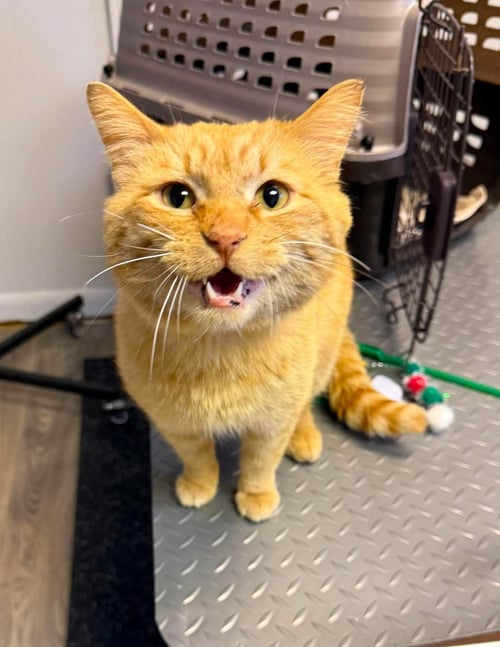 ORVILLE - Domestic Short Hair for adoption in Duluth