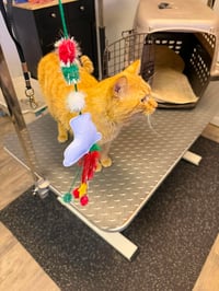 Orville - Photo 3