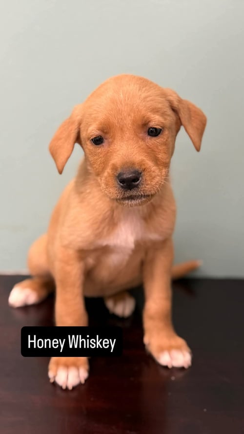 HONEY WHISKEY - Labrador Retriever for adoption in Duluth