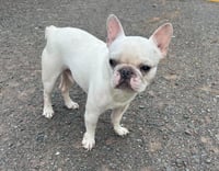 Romie - Photo 1