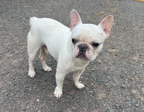 ROMIE - French Bulldog available for adoption