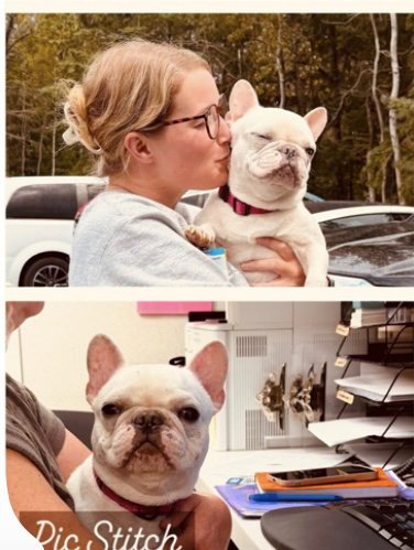 ROMIE - French Bulldog available for adoption