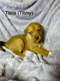 Tibby - Photo 1