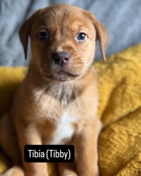 Tibby - Photo 2