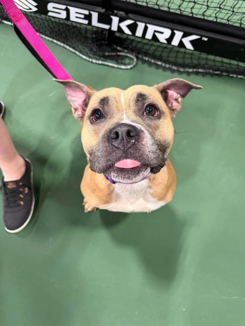 PANSY - American Staffordshire Terrier available for adoption