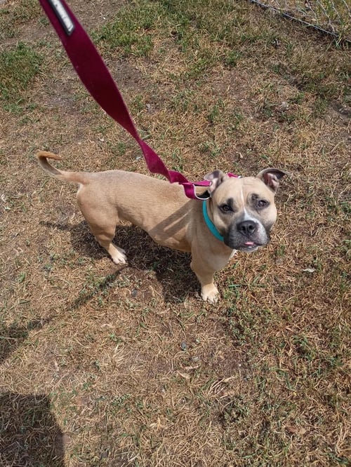 PANSY - American Staffordshire Terrier available for adoption