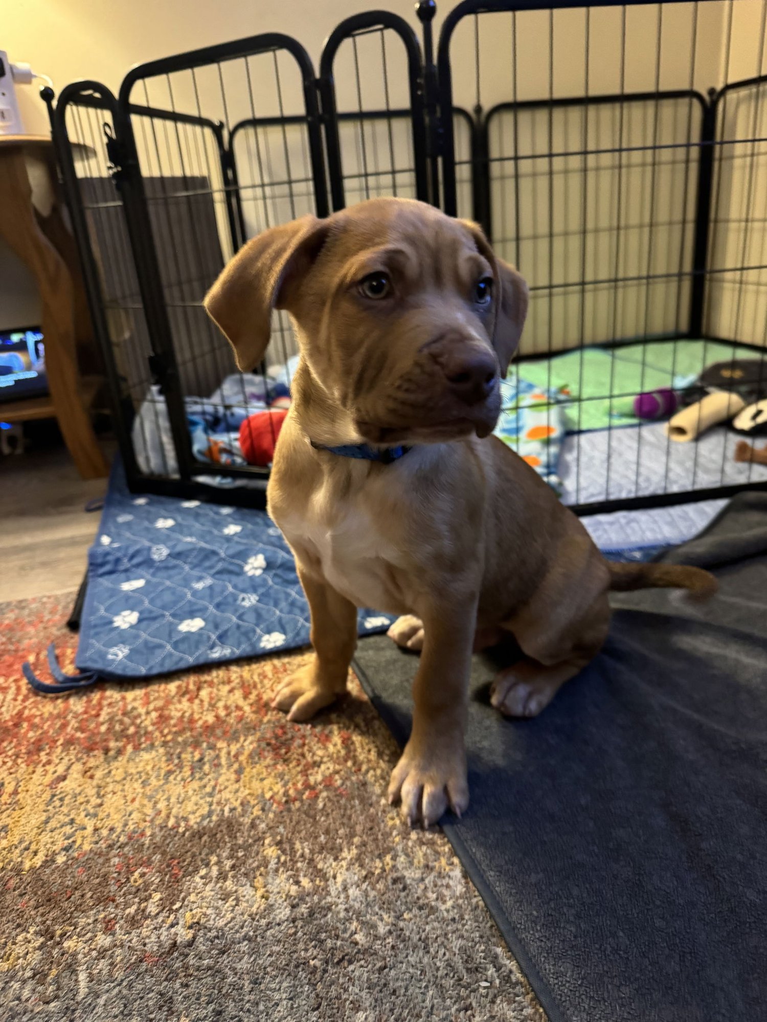 RONNIE - Mastiff / Shepherd available for adoption