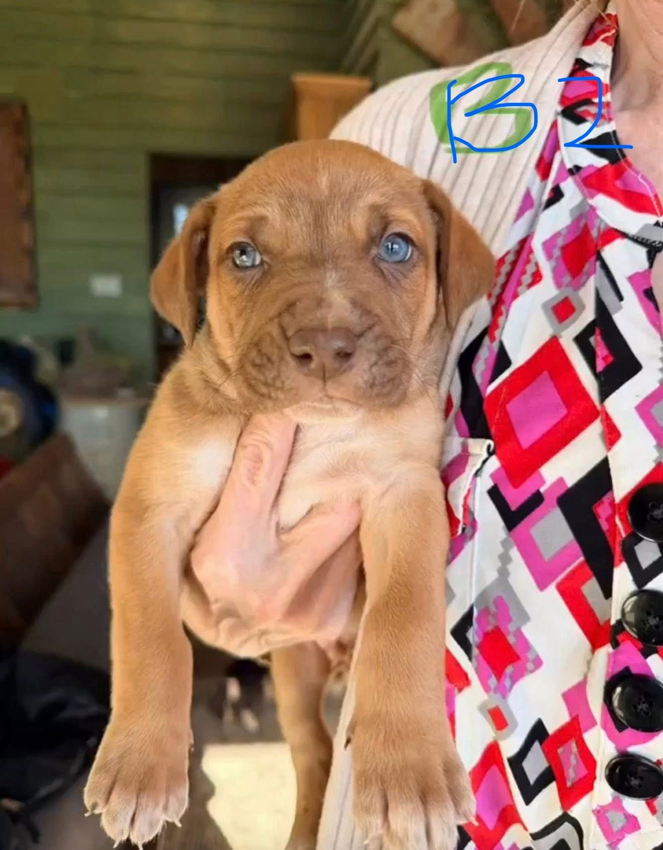 RONNIE - Mastiff / Shepherd available for adoption