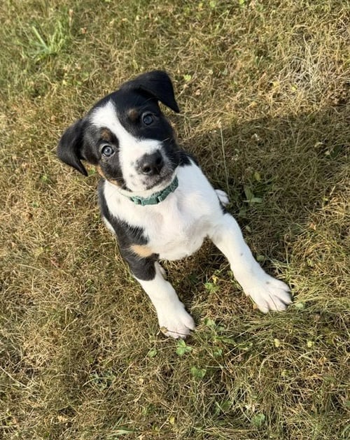 ASTRO - Labrador Retriever / Terrier available for adoption