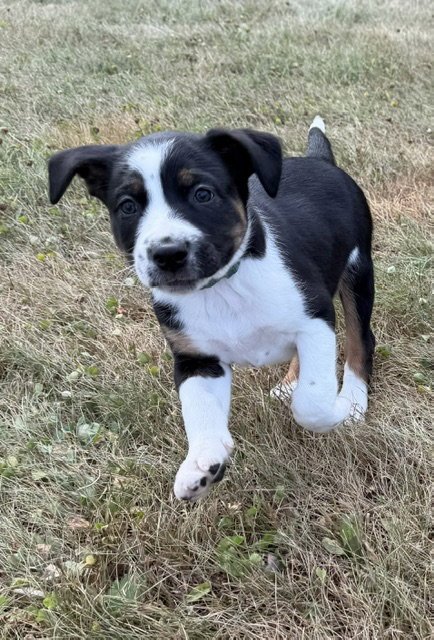 ASTRO - Labrador Retriever / Terrier available for adoption