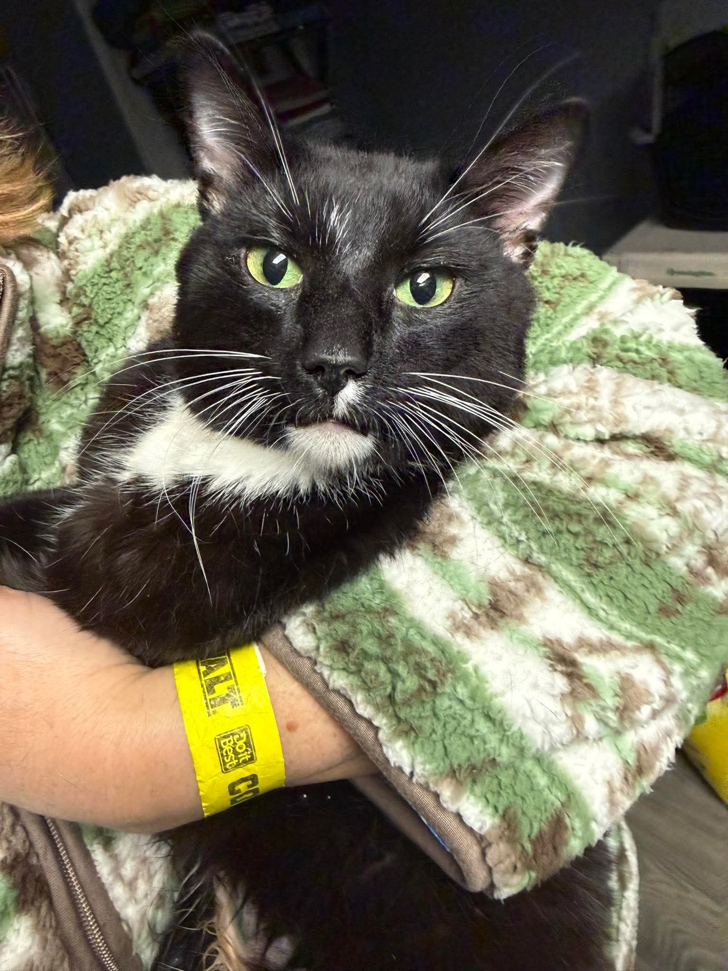 SLICES-N-STIX - Domestic Short Hair available for adoption