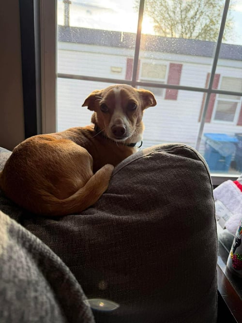 COSMO - Chihuahua for adoption in Duluth