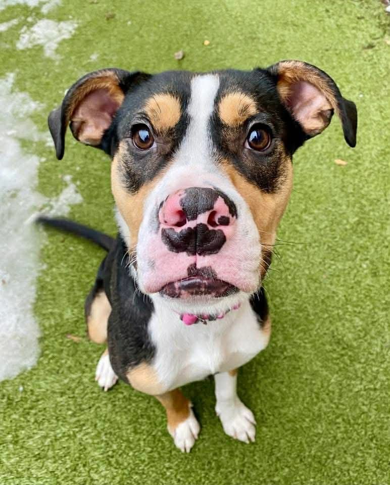 CUPID - Unknown available for adoption