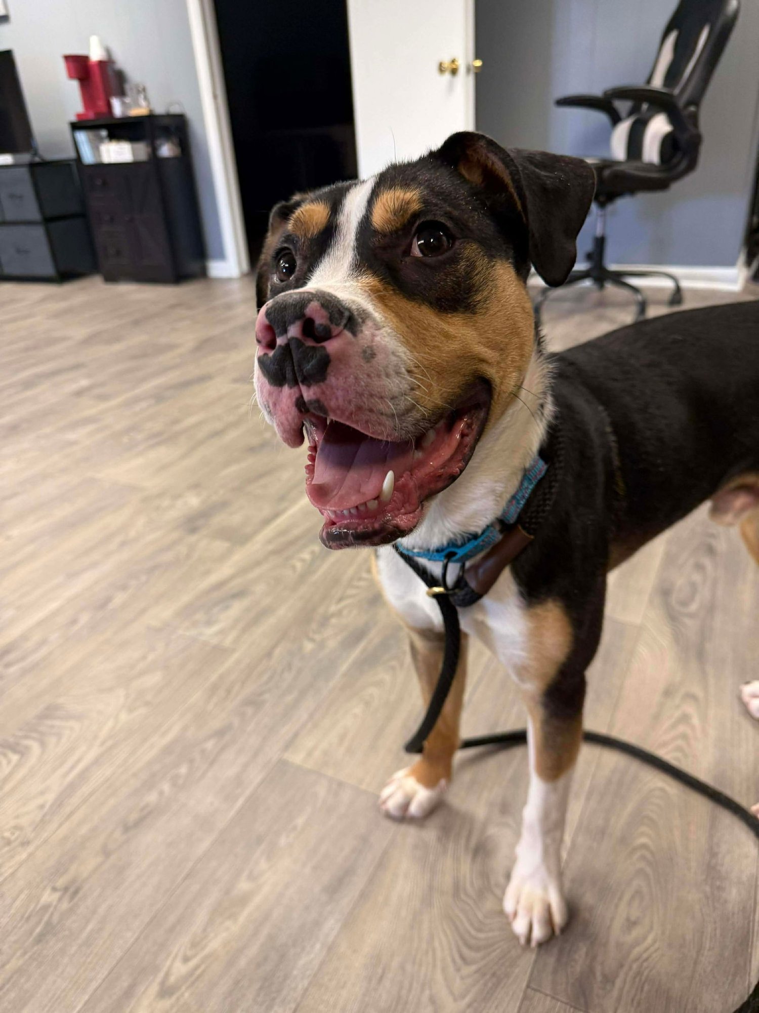 CUPID - Unknown available for adoption