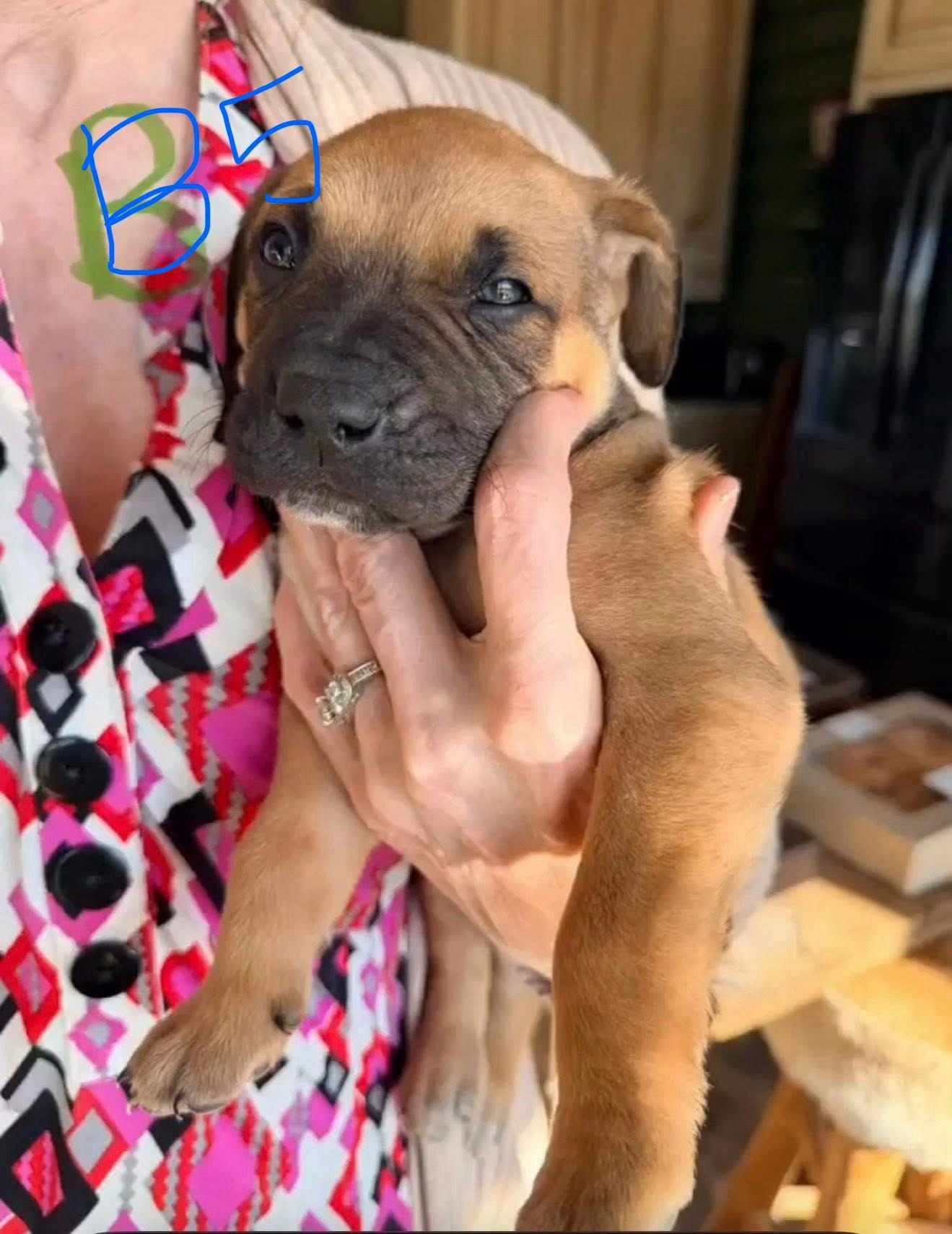 PAULYD - Mastiff / Shepherd available for adoption